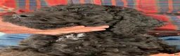 Mixed Breed dogs for sale: Maggie - Ad 3