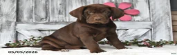Labrador Retriever dogs for sale: Dakota - Ad 5