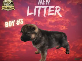 German Shepherd dogs German Shepherd Boy 3 - Ad 21