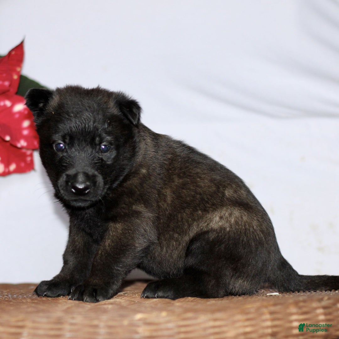 Belgian Malinois dogs for sale: Alex  - Ad 3