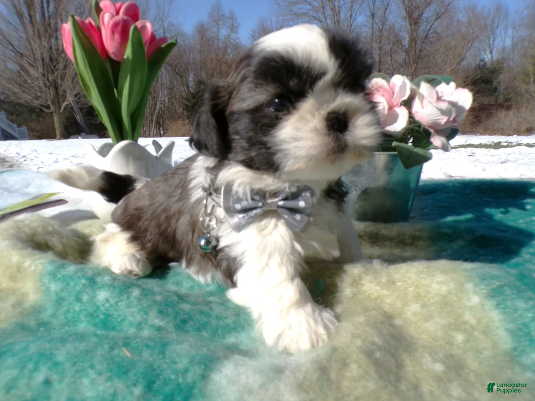 Shih Tzu dogs for sale: Shih Tzu Puppy 2 Teddy - Ad 1