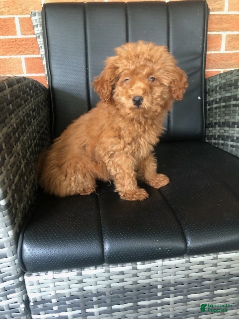 Toy Poodle dogs Bucky  - Ad 1