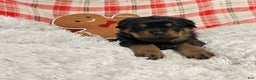 Rottweiler dogs for sale: Zuma - Ad 7