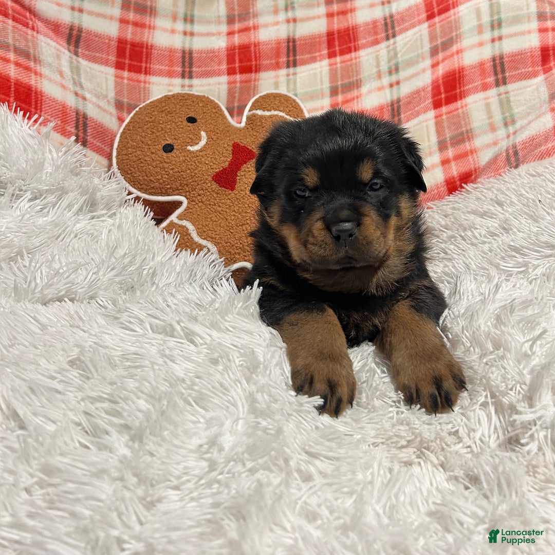 Rottweiler dogs for sale: Zuma - Ad 7