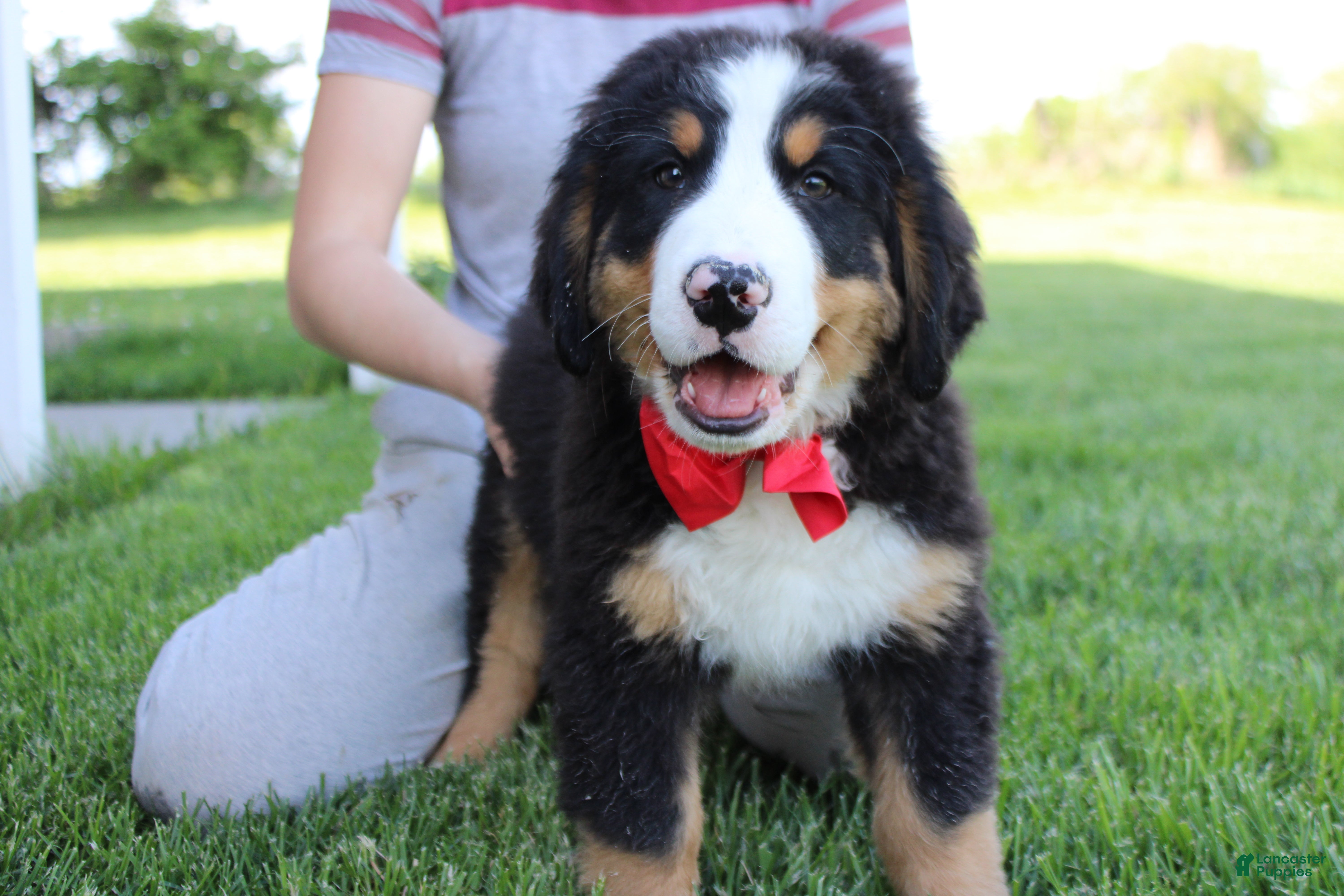 Bernese Mountain Dog dogs Moose  - Ad 1