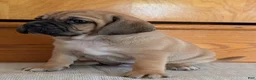 Puggle dogs for sale: Chance  - Ad 10