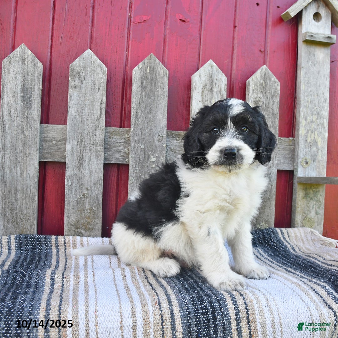 Bernedoodle dogs for sale: Max - Ad 14