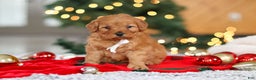Mini Goldendoodle dogs for sale: Odin  - Ad 2