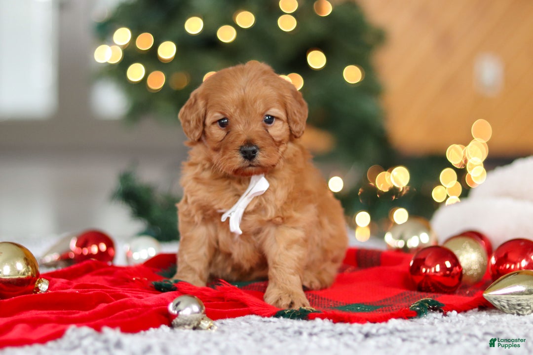 Mini Goldendoodle dogs for sale: Odin  - Ad 2