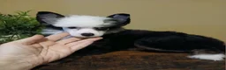 Chinese Crested dogs for sale: Chinese Crested 1 - Ad 5