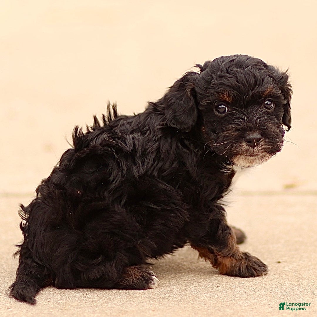 Cavapoo dogs for sale: Duke - Ad 3