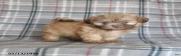 Shih Tzu dogs for sale: Sonny - Ad 1