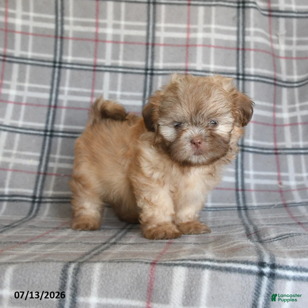 Shih Tzu dogs for sale: Sonny - Ad 1