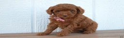 Miniature Poodle dogs for sale: Daisy  🐶 - Ad 3