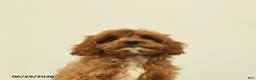 Cavapoo dogs for sale: Mercy - Ad 6