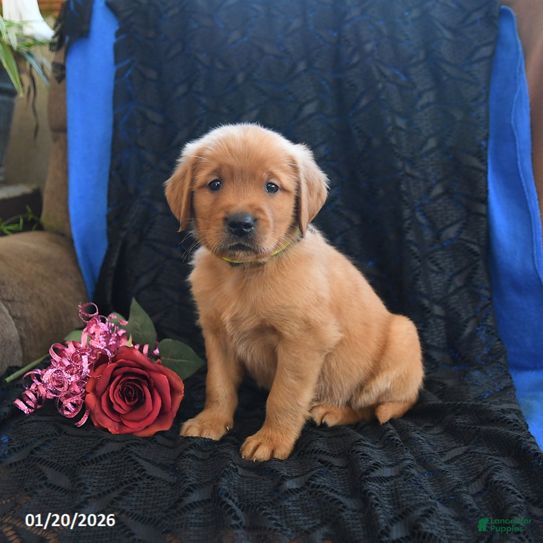 Golden Retriever dogs for sale: Justin - Ad 1