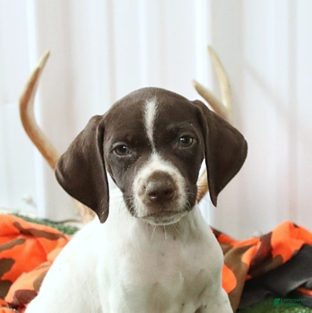 German Shorthaired Pointer dogs for sale: Happy - Ad 5