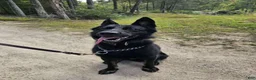 German Shepherd dogs for sale: Bady - Ad 3