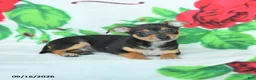Mixed Breed dogs for sale: Honey - Ad 3