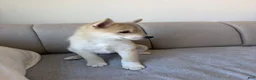 Pomsky dogs for sale: Biggy - Ad 4