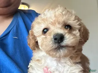 Yorkiepoo dogs Yorkiepoo Puppy 3 - Ad 30