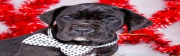 Great Dane dogs for sale: Carol - Ad 1