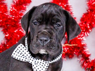 Great Dane dogs Carol - Ad 15