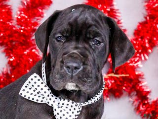 Great Dane dogs Carol - Ad 21