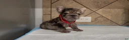 French Bulldog dogs for sale: Sonic - Ad 3