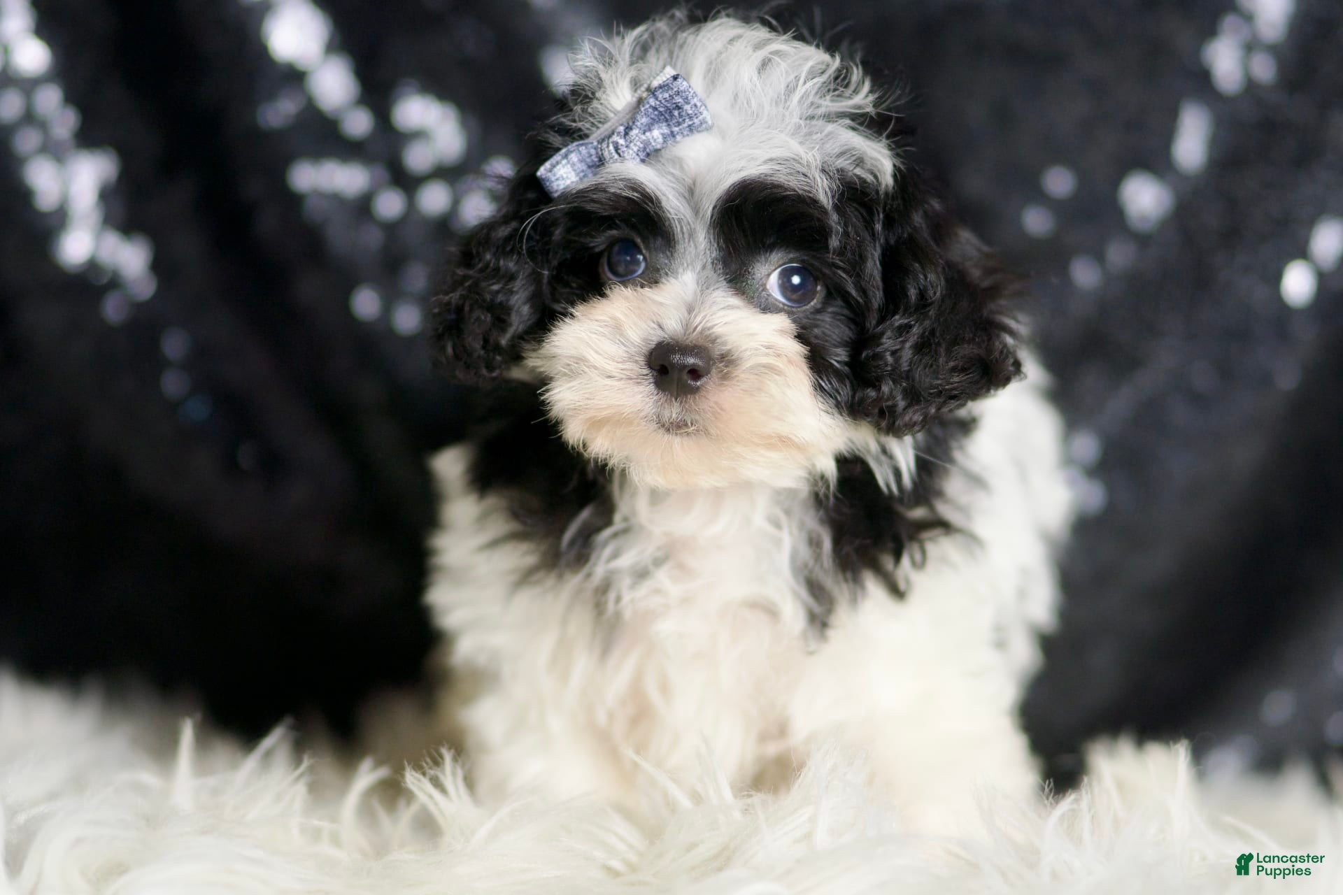 Maltipoo Puppies for sale in Macomb, Michigan Lancaster Puppies