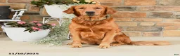 Golden Retriever dogs for sale: Amber - Ad 4
