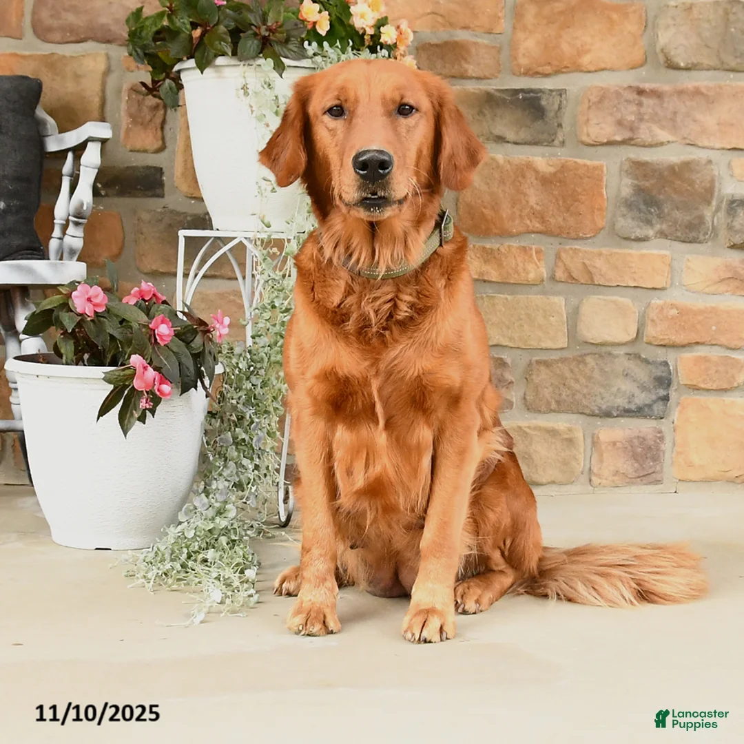 Golden Retriever dogs for sale: Amber - Ad 4