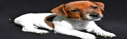 Jack Russell Terrier dogs for sale: Lilah - Ad 7