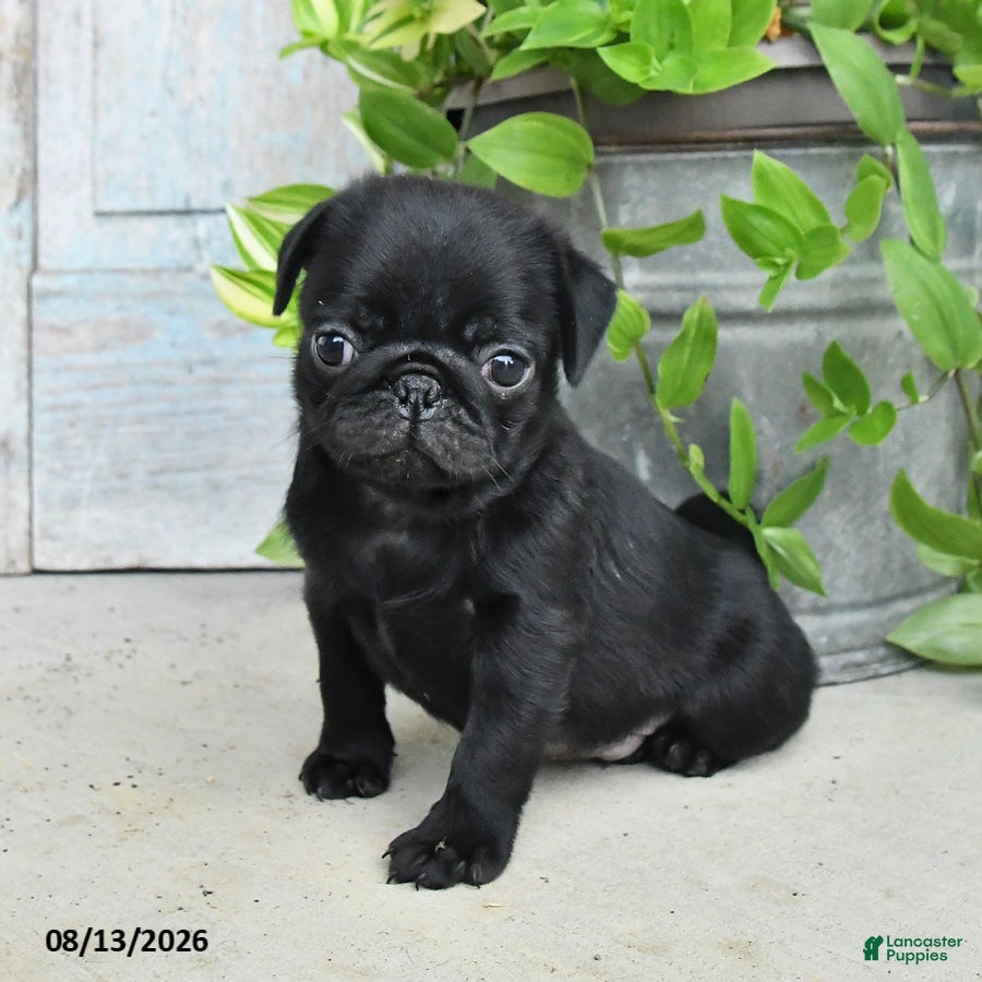 Pug dogs Rascal - Ad 2