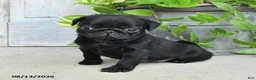 Pug dogs for sale: Rascal - Ad 2
