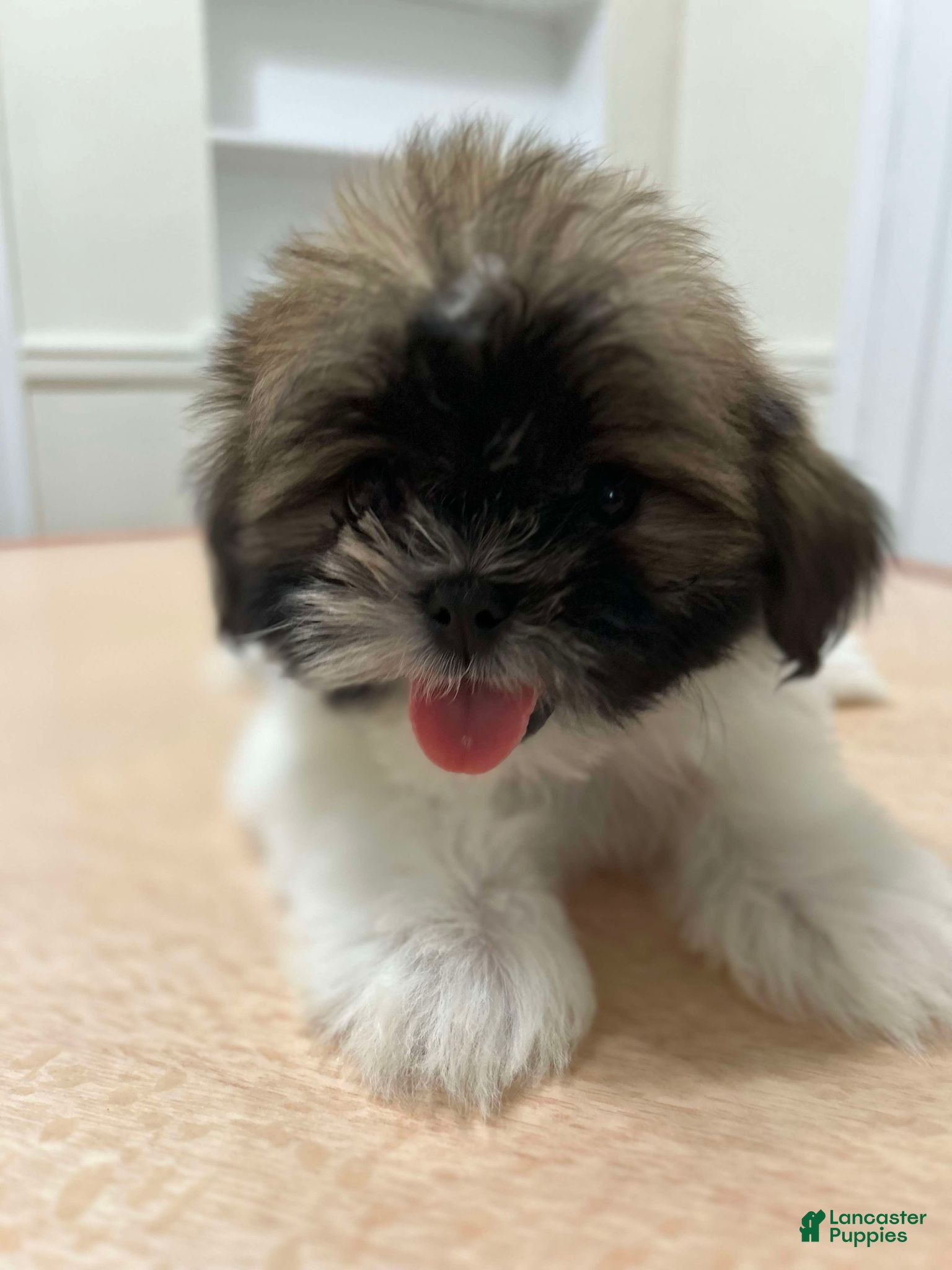 Shih Tzu dogs King - Ad 29