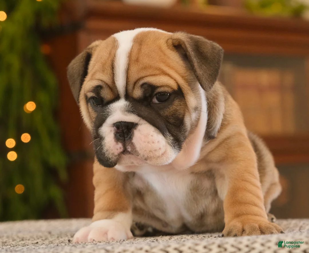 English Bulldog dogs for sale: Brandi - Ad 10