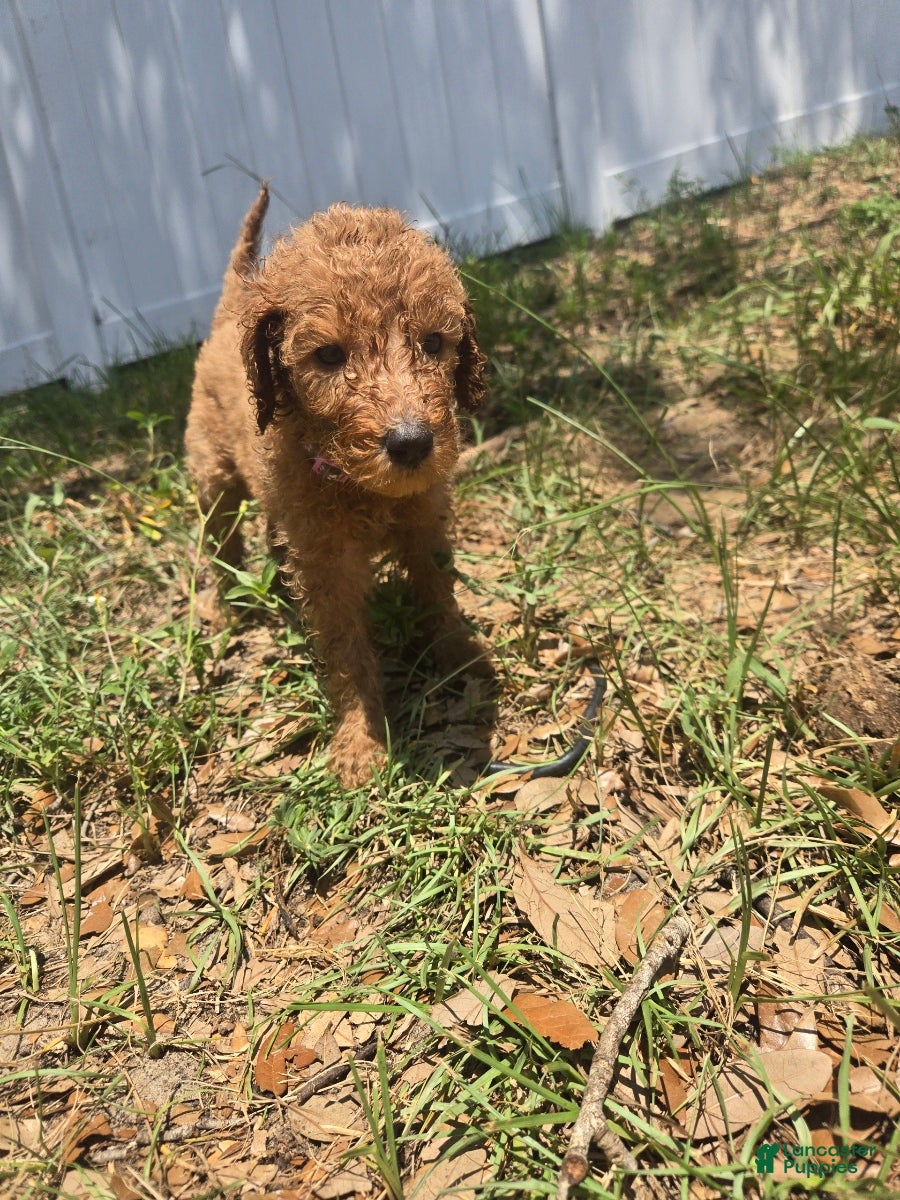 Goldendoodle dogs Rose - Ad 2