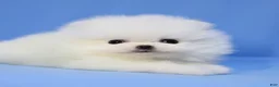 Pomeranian dogs for sale: Ria - Ad 2