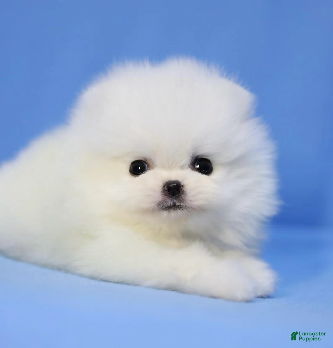 Pomeranian dogs for sale: Ria - Ad 2