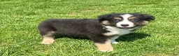Mixed Breed dogs for sale: Hunter - Ad 3