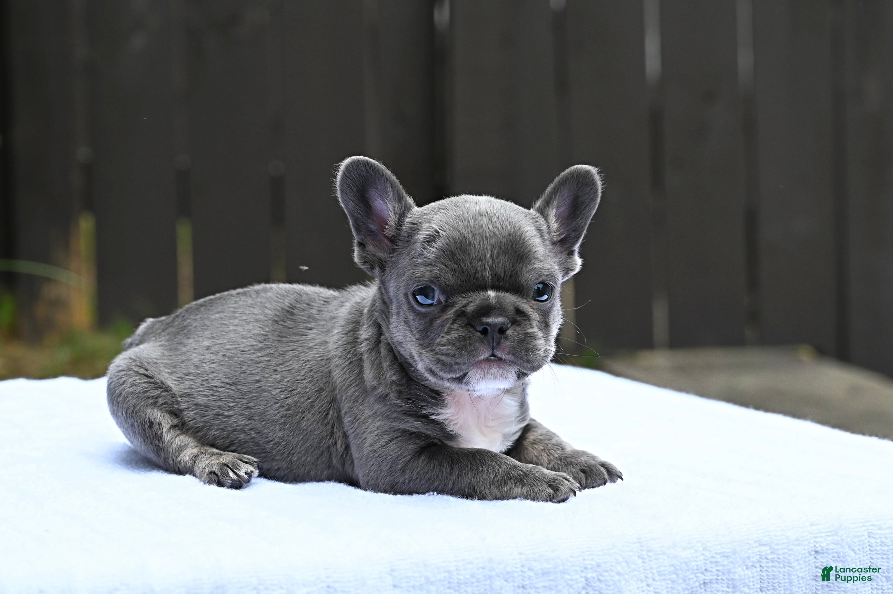 French Bulldog dogs French Bulldog 1 - Ad 2