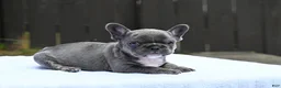 French Bulldog dogs for sale: French Bulldog 2 - Ad 16