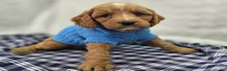 Cavapoo dogs for sale: Glacier - Ad 22