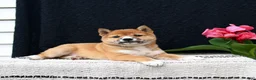 Shiba Inu dogs for sale: Jersey - Ad 4