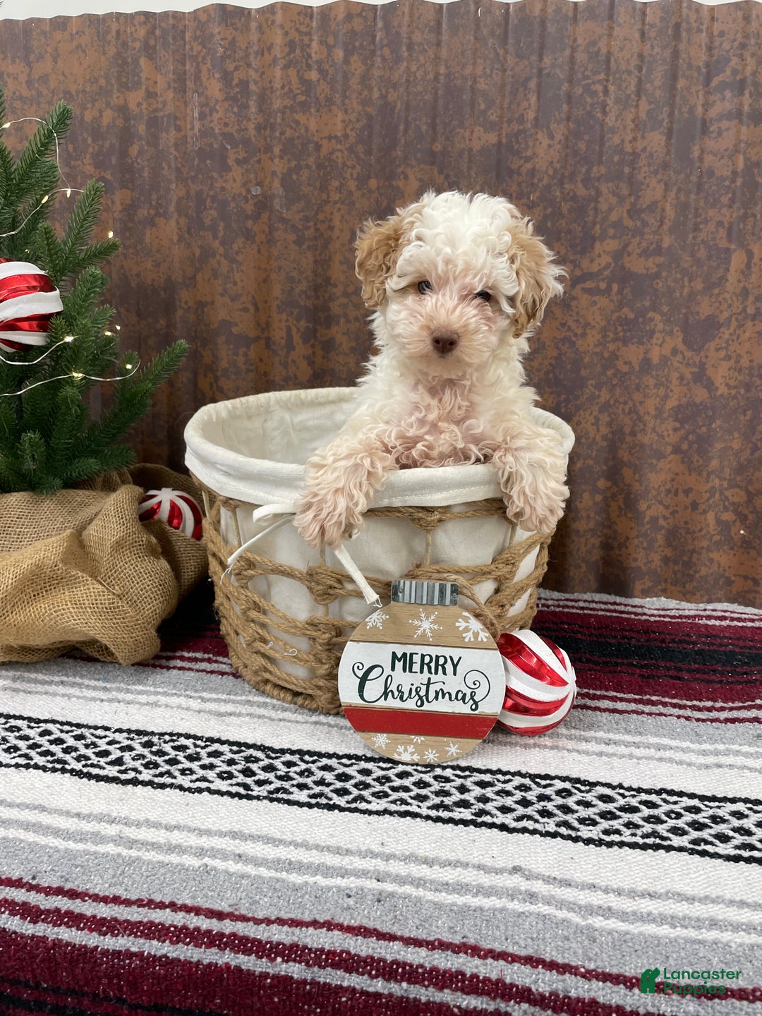 Miniature Poodle dogs for sale: Shenzie - Ad 3