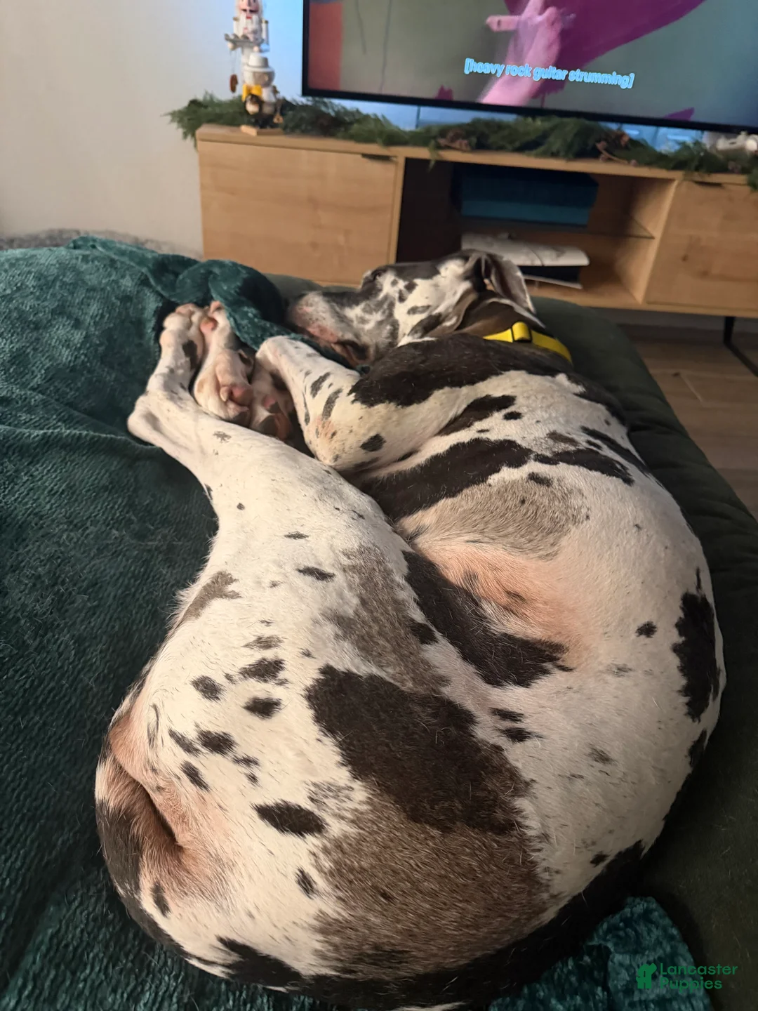 Great Dane dogs for stud: Looking for black American Great Dane stud  - Ad 3