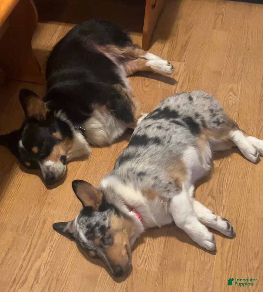 Welsh Corgi Pembroke dogs for sale: Welsh Corgi Pembroke Puppy 1 - Ad 5