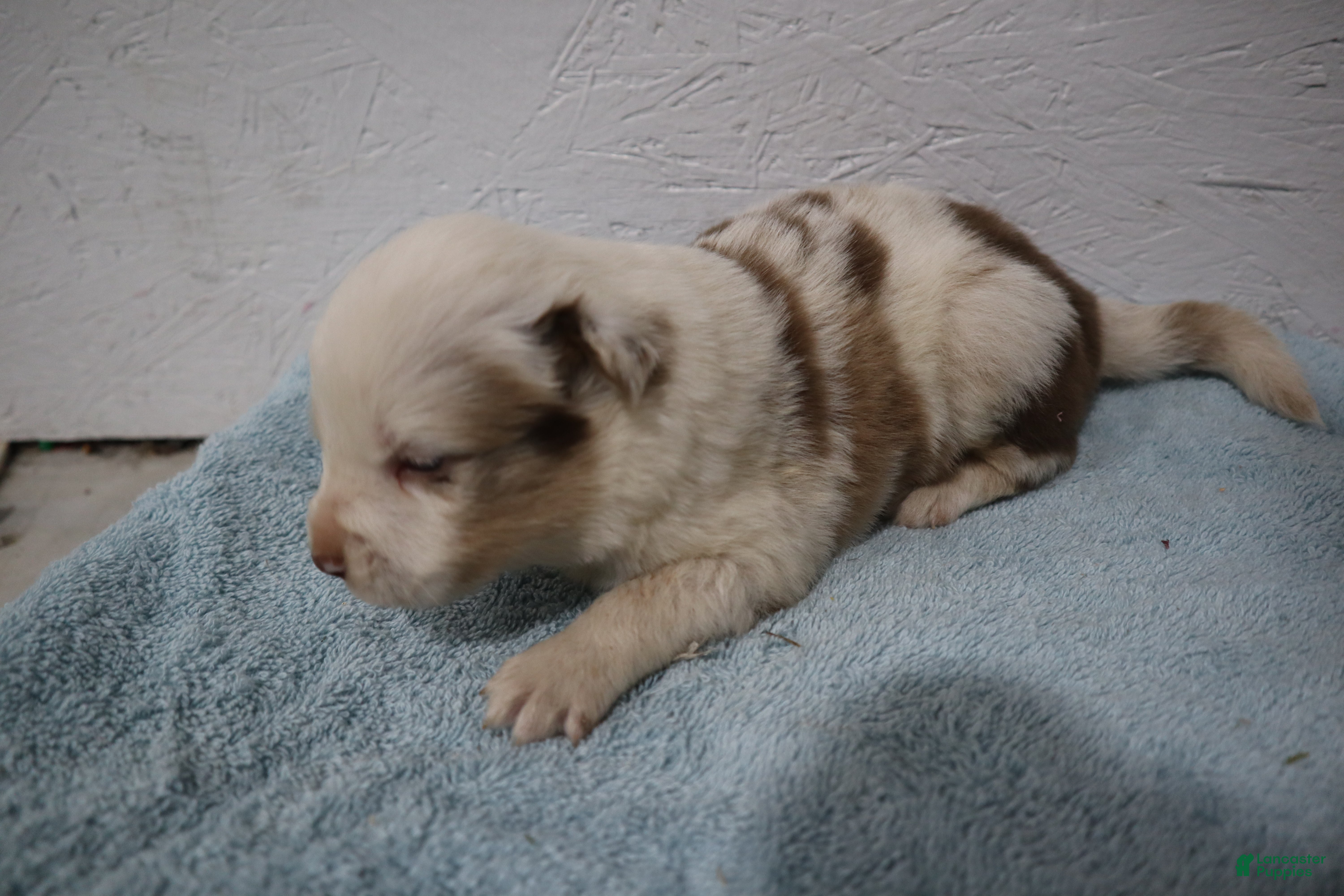 Miniature Australian Shepherd dogs Miniature Australian Shepherd Puppy 2 - Ad 5