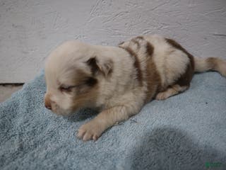 Miniature Australian Shepherd dogs Miniature Australian Shepherd Puppy 2 - Ad 17